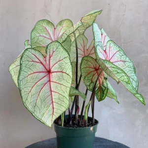 White Queen Caladium Bulbs for Planting - 5 Bulbs Per Pack