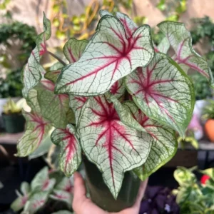 White Queen Caladium Bulbs for Planting - 5 Bulbs Per Pack