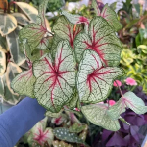 White Queen Caladium Bulbs for Planting - 5 Bulbs Per Pack