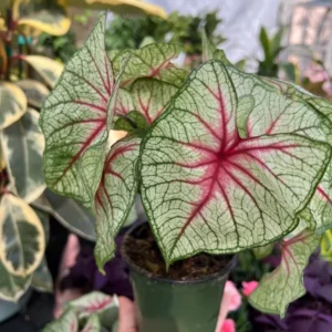 White Queen Caladium Bulbs for Planting - 5 Bulbs Per Pack