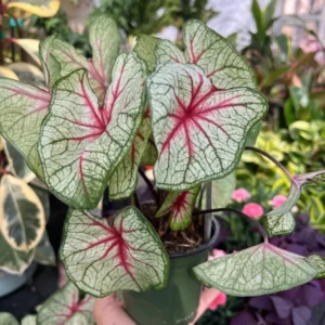 White Queen Caladium Bulbs for Planting - 5 Bulbs Per Pack