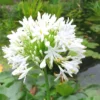 White Superior Agapanthus Bulb for Planting - 1 Bulbs Per Pack - Planting Flower Bulbs