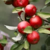 Whitney Crabapple Tree Live Plant 2 to 3 Feet Tall, Crabapple Plant Live Well Rooted Starter Plant Zones 4 to 9