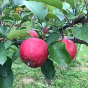 Whitney Crabapple Tree Live Plant 2 to 3 Feet Tall, Crabapple Plant Live Well Rooted Starter Plant Zones 4 to 9