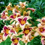 Wild Horses Daylily Bulb for Planting - 1 Bulb Per Pack - Stunning Blooms