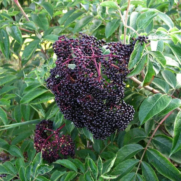 Wild Michigan Elderberry Plant Live 1 to 3 Feet Tall, Sweet Elderberry Bushes Live Plant