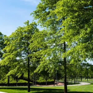 Tom Pecan Tree Live for Planting - 3-4 Feet Tall Live Plant - Bare Root - Hardy Pecan Nut Seedling