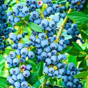 Live Blueberry Plant - 4 Inch Potted Highbush Variety for Outdoor Planting