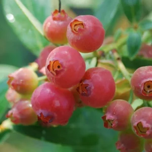 Pink Lemonade Blueberry Plant 4 Inch Pot Edible Fruit Shrub