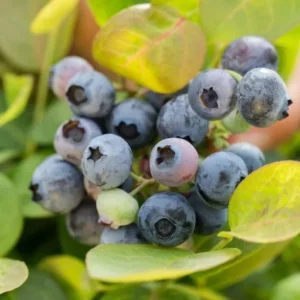 Bushel and Berry Plant - Silver Dollar - Blueberry Plant - Quart Potted