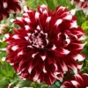 X Factor Dahlia Flower Bulb for Planting - 1 Bulbs Per Pack