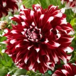 X Factor Dahlia Flower Bulb for Planting - 1 Bulbs Per Pack