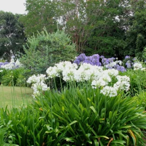White Superior Agapanthus Bulb for Planting - 1 Bulbs Per Pack - Planting Flower Bulbs