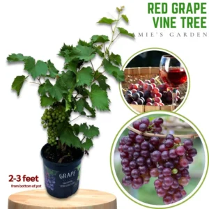 Red Grape Vine - 3 Gallon Potted Vine - 2 to 3 Feet - Sweet Grape - Easy to Grow - Not Ship CA