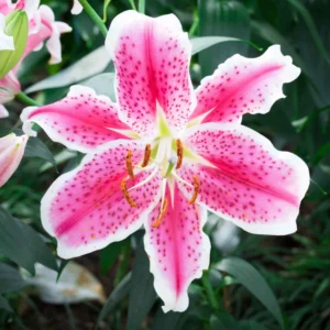 Stargazer Oriental Lily Flower Bulbs Value Pack (15 Pack of Bulbs) - Freshly Dug Flower Bulbs