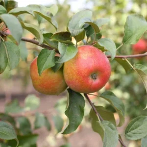 Snapp Stayman Apple Tree Bare Root Fruit Tree 4-5 Feet