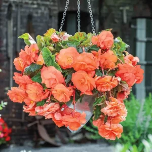 Orange Hanging Basket Begonia Flower Bulbs - 3 Bulbs Per Pack - Outdoor Garden Plants