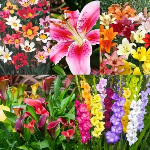 Superb Summer Garden Collection Flower - 46 Bulbs for 50 Days of Continuous Blooms