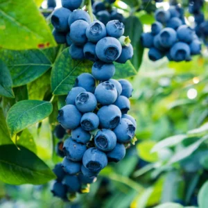 Sweetheart Blueberry Plant Live for Planting, Large Sweet Crisp Blueberries, Early-Season Harvest, High Yield, Live Plant 4 Inch Potted