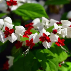 White Bleeding Heart - 1 Bulbs Per Pack - Clerodendrum Bleeding Heart Houseplant