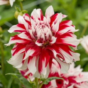X Factor Dahlia Flower Bulb for Planting - 1 Bulbs Per Pack