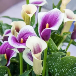 Picasso Calla Lily Flower Bulbs - 3 Lily Bulbs per Pack