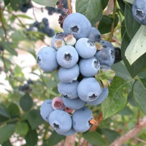 Sweetheart Blueberry Plant Live for Planting, Large Sweet Crisp Blueberries, Early-Season Harvest, High Yield, Live Plant 4 Inch Potted