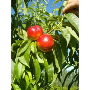 Fantasia Nectarine Tree - Fruit Tree 1.5 to 3 Feet - Garden Ready