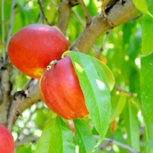 Summer Beaut Nectarine Tree Live Plant, 3 to 4 Feet Tall Bare Root, Winter Hardy for Gardening Outdoor, Dormant, No Leaf