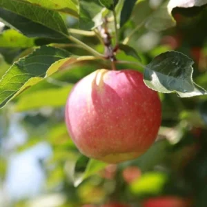 Snapp Stayman Apple Tree Bare Root Fruit Tree 4-5 Feet