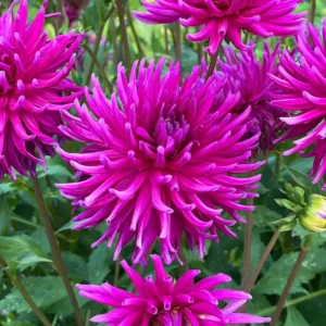 Purple Gem Cactus Dahlia Flower Bulbs – 3 Bulbs Per Pack