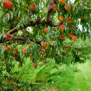 Early Elberta Peach Tree Bare Root 3-4 Ft - Fruit Tree - Fast Growing