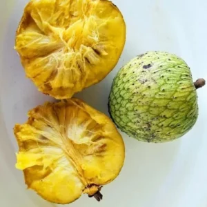 Soursop Plant Live for Planting, Annona Muricata Sweet Soursop Tree Live Plant 12 Inches Tall, Giant Soursop Guanabana Seedling