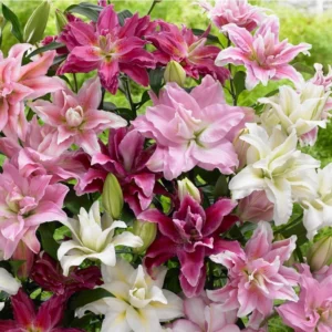 Roselily Double Oriental Lily Mix Flower Bulbs - 9 Lily Bulbs per Pack - Pleasantly Scented - Perennializing