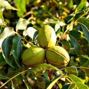 Elliot Pecan Tree Live Plant - 3-4 ft Bare Root Pecan Tree Sapling