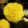 Yellow Double Begonia Flower Bulbs - 3 Bulbs per Pack - Easy to Grow Live Plants - Outdoor Garden