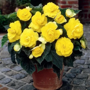 Yellow Double Begonia Flower Bulbs - 3 Bulbs per Pack - Easy to Grow Live Plants - Outdoor Garden