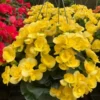 Yellow Hanging Basket Begonias Flower Bulbs - 3 Bulbs per Pack