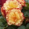 Yellow Red Sunburst Picotee Begonia Flower Bulbs - 3 Bulbs per Pack