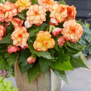 Yellow Red Sunburst Picotee Begonia Flower Bulbs - 3 Bulbs per Pack