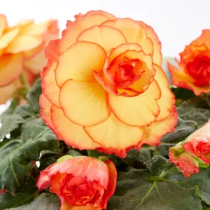 Yellow Red Sunburst Picotee Begonia Flower Bulbs - 3 Bulbs per Pack