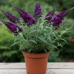 Black Knight Butterfly Bush Live Plant 4-6 Inch Garden Planting