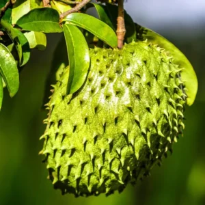 Soursop Plant Live for Planting, Annona Muricata Sweet Soursop Tree Live Plant 12 Inches Tall, Giant Soursop Guanabana Seedling
