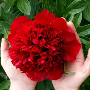 Red Peony Bulbs - Red Flowers - 1 Bulb per Pack