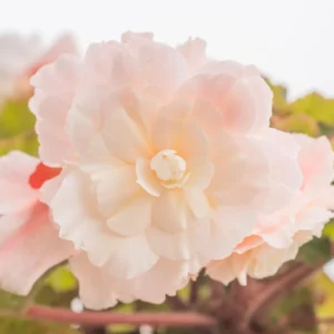 Angelique Fragrant Begonia Flower Bulbs - 3 Tuber per Pack - Fragrant - Deer Resistant - Grows Well in Containers - Easy to Grow Live Plants - Outdoor Garden - Full to Part Shade