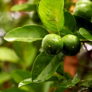 Key Lime Tree Starter Plant Live - 3-4 Ft Tall Potted Citrus Aurantifolia