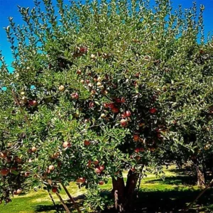 Snapp Stayman Apple Tree Bare Root Fruit Tree 4-5 Feet