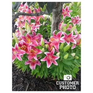Stargazer Lily Jumbo Pack - 10 Flower Bulbs - Easy to Grow