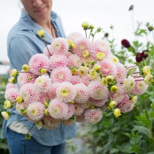 Wizard of Oz Dahlia Flower Bulbs Flower - 3 Bulbs Per Pack - Plant in Spring
