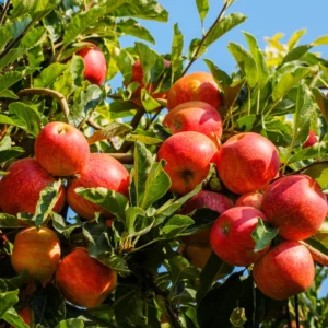 Royal Empire Apple Tree Bare Root - 4 to 5 Feet - Fruit Tree